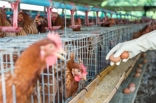 Preview: egg chicken farm, Focus at hand pick the egg