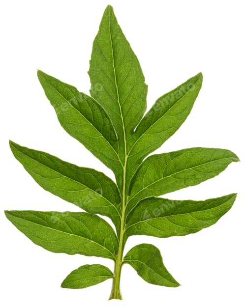 Preview: Green foliage of cornflower flower, lat. Centaurea, isolated on white background
