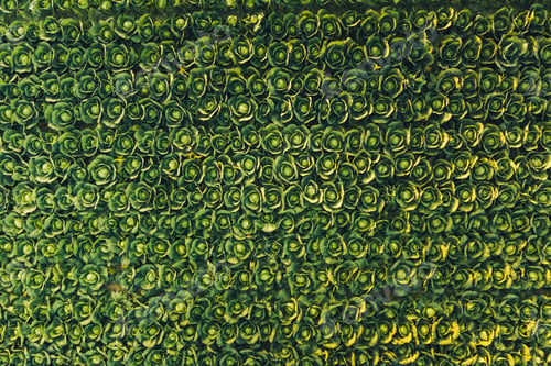 Preview: Aerial view at rows of cabbage in sunset light