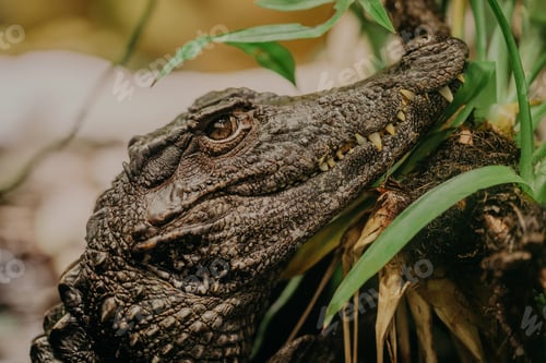 Preview: Close-up of crocodile in its habitat on land. Beautiful reptile rare species. Exotic tropical animal