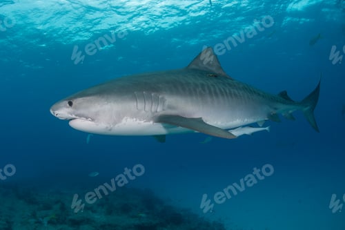 Preview: Underwater view of large