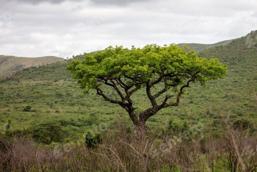 Preview: Acacia tree in African savannah, cloudy sky. Vachellia tortilis in South Africa