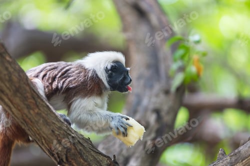Preview: Tamarin