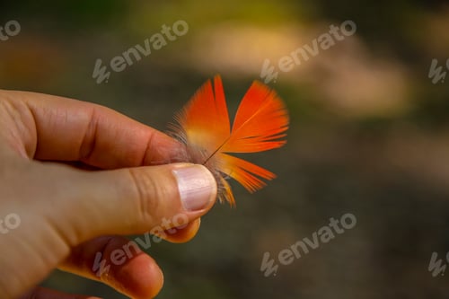 Preview: Lovely feather of a red macaw in Copan Ruinas. Honduras