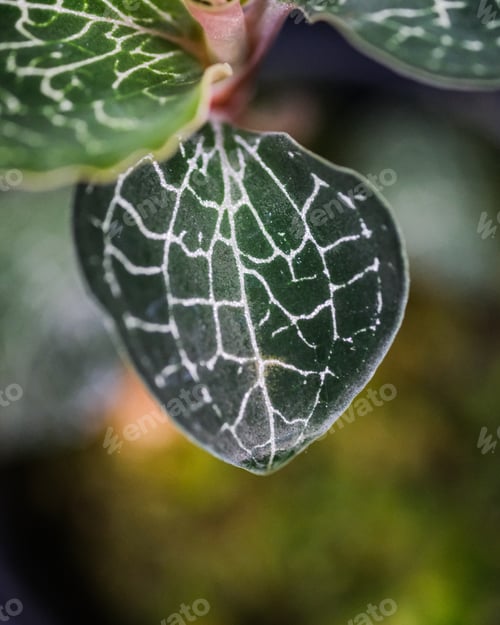 Preview: Vertical shot of a potted Anoectochilus with a blurry background
