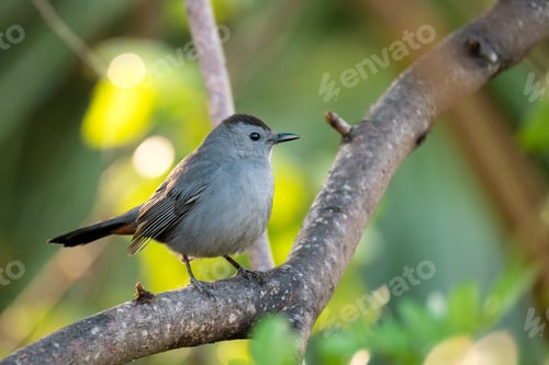 Preview: A Gray Catbird bird perched on a tree branch in summer Florida shrubs
