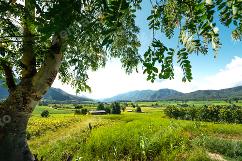 Preview: field scenery views and green fields on a clear day