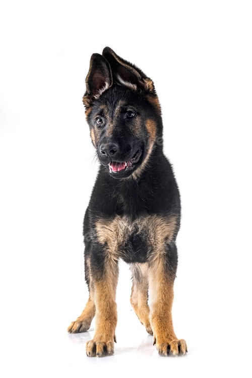 Preview: young german shepherd