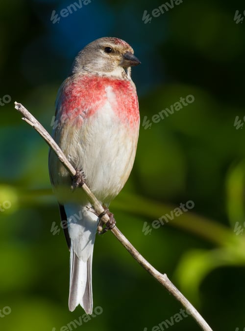 Preview: Common linnet, Linaria cannabina. In the early morning, the male sits on a branch