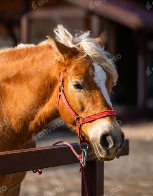 Preview: Close-up of a chestnut horse with a white mane and red halter, standing in a sunny outdoor stable