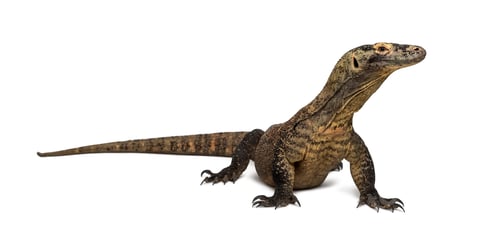 Preview: Komodo Dragon looking away, isolated on white