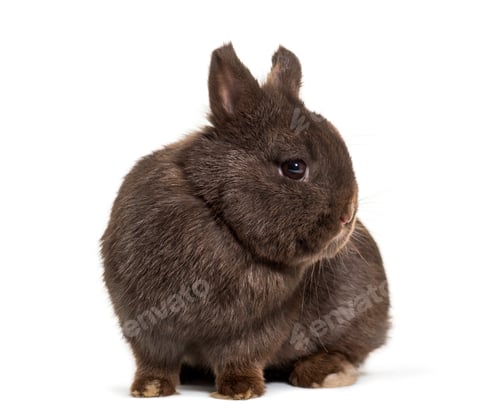 Preview: Dwarf rabbit, sitting against white background