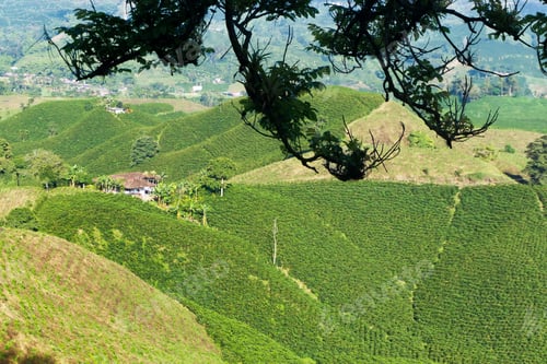 Preview: Coffee Triangle in Colombia