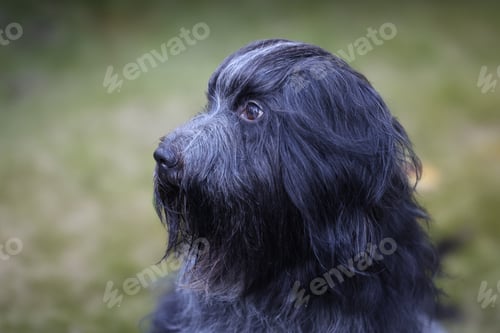 Preview: Schapendoes, Dutch Sheepdog portrait outdoors