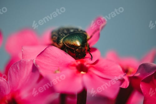 Preview: Beetle on a pink flower