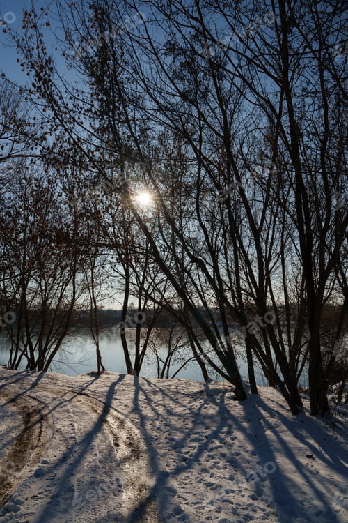 Preview: A snowy road with trees. The sun shines through the trees.