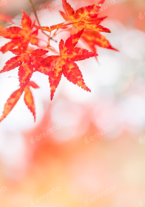 Preview: Bicolor Japanese Maple Leaves in Autumn