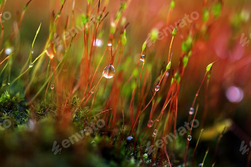 Preview: Forest plants after rain *🌹NOMINATED!🌹