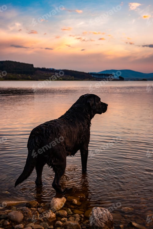 Preview: Black Labrador at sunset standing in the tranquil water and looking around.