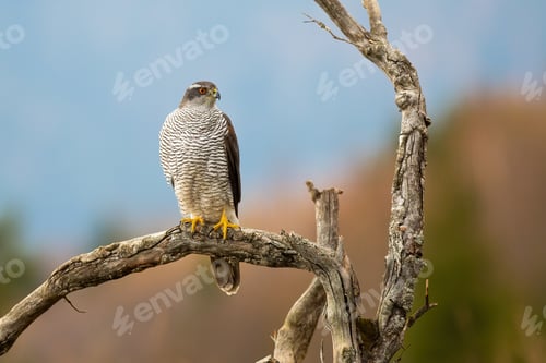 Preview: Northern goshawk sitting on branch in autumn nature
