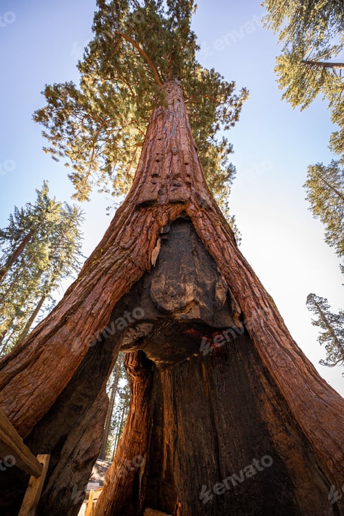 Preview: Majestic tree in the shape of a house