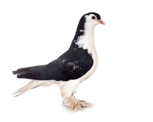 Preview: Lahore pigeon in studio