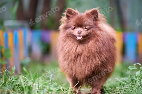 Preview: Pomeranian Spitz brown dog in garden