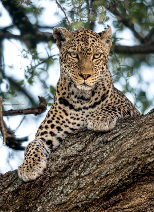Preview: Leopard resting on a tree branch in the african savanna
