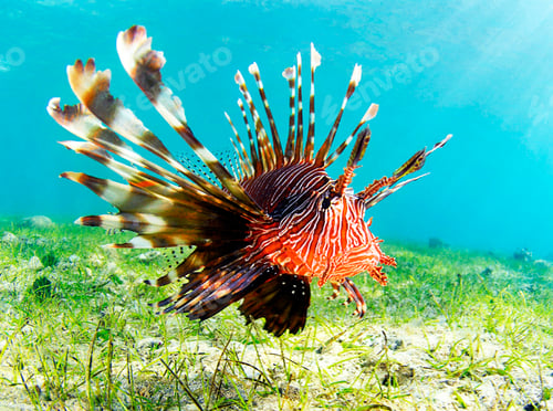Preview: Colorful sea life underwater, shallow underwater seascape