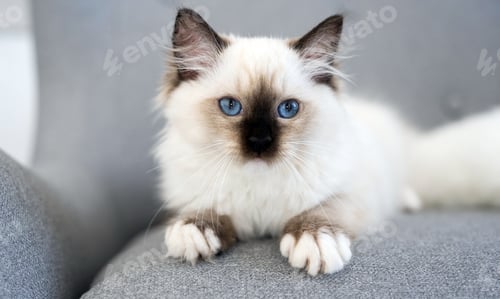 Preview: Ragdoll cat outdoors