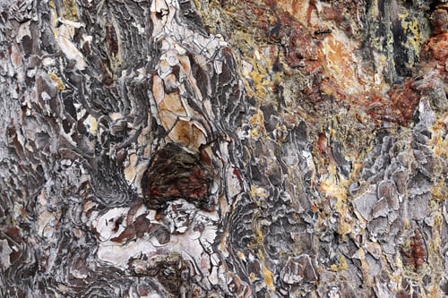 Preview: Sap from pine tree. Bark Background texture