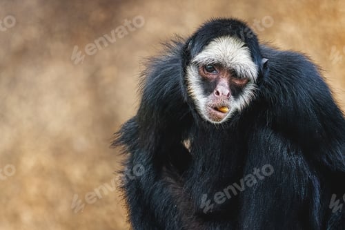 Preview: White-cheeked Spider Monkey (Ateles marginatus) - New World Monkey