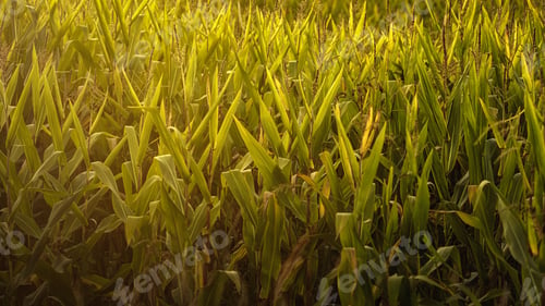 Preview: Closeup shot of cornfield