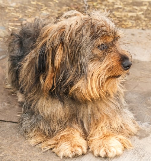 Preview: Portrait of a beautiful dog