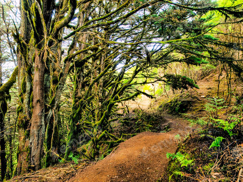 Preview: Laurel Forest