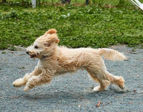 Preview: Closeup shot of a Norwich Terrier running in the street