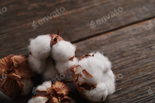 Preview: Cotton flower