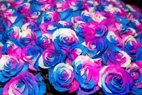 Preview: close-up roses texture natural top view