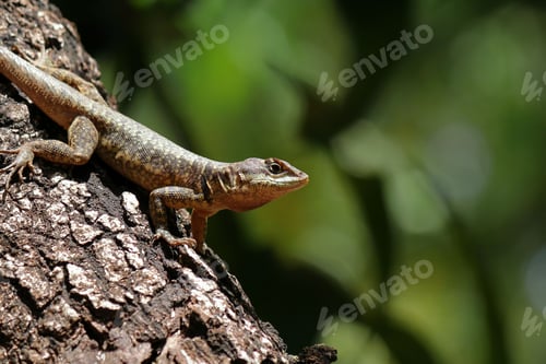 Preview: Closeup shot of Tropidurus torquatus Reptile on tree bark with blur green background