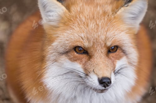 Preview: Red fox close up