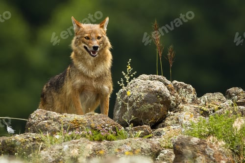 Preview: Golden jackal peaking out on horizon of rocky mountains in summer