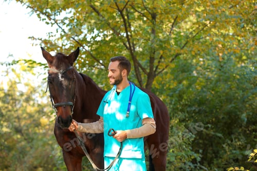 Preview: Veterinarian in uniform with beautiful brown horse outdoors. Space for text