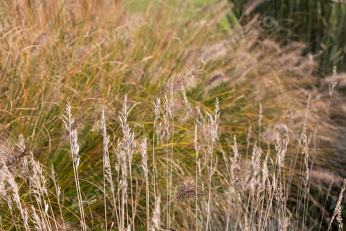 Preview: Natural autumn background. Abstract background of dried ornamental herbs