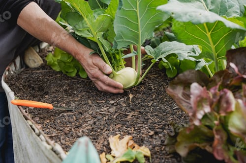 Preview: Senior woman picking up fresh cabbage turnip from ecologic garden
