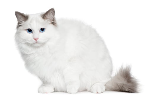 Preview: Ragdoll (6 months old)