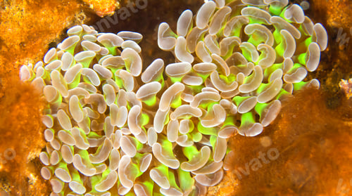 Preview: Branching Hammer Coral, Lembeh, Indonesia