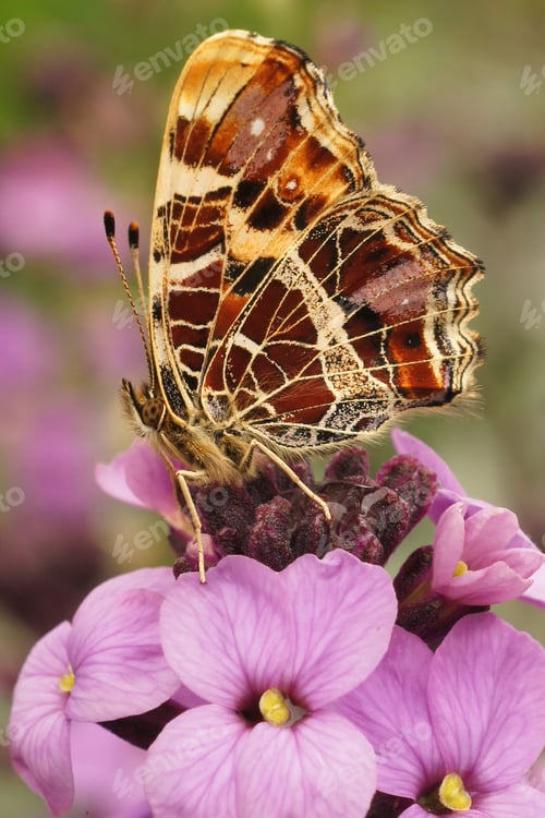 Preview: Closeup of a map butterfly on a pink wallflower