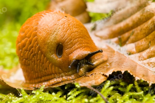 Preview: Red Slug Closeup
