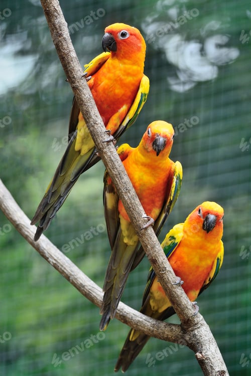 Preview: Sun Conure