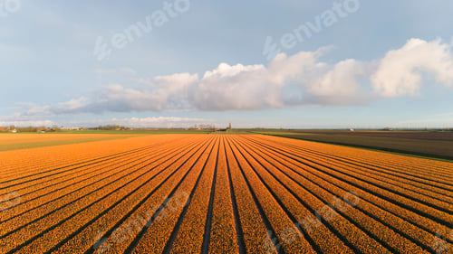 Preview: orange tulip fields in spring in the netherlands dronehoto top view